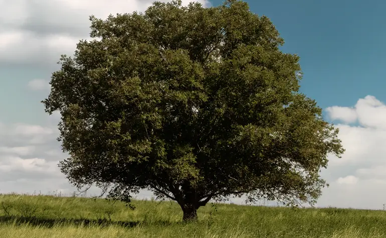 Baum, Nussbaum