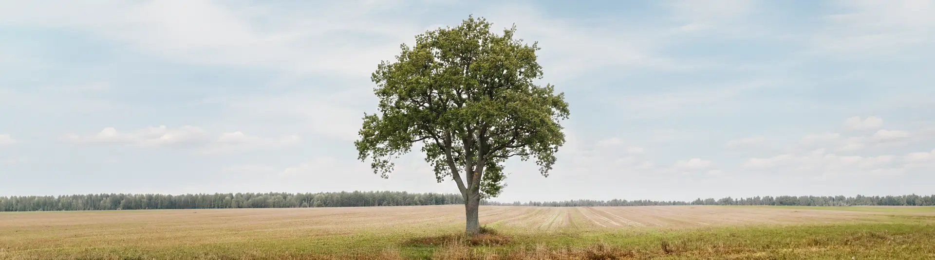 Buche auf einer grünen Wiese