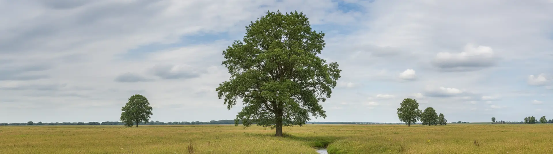 Esche auf einer grünen Wiese im Sommer